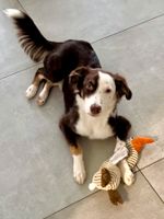 Australian Shepherd-Junghund, 11 Monate, Rüde Nordrhein-Westfalen - Hennef (Sieg) Vorschau