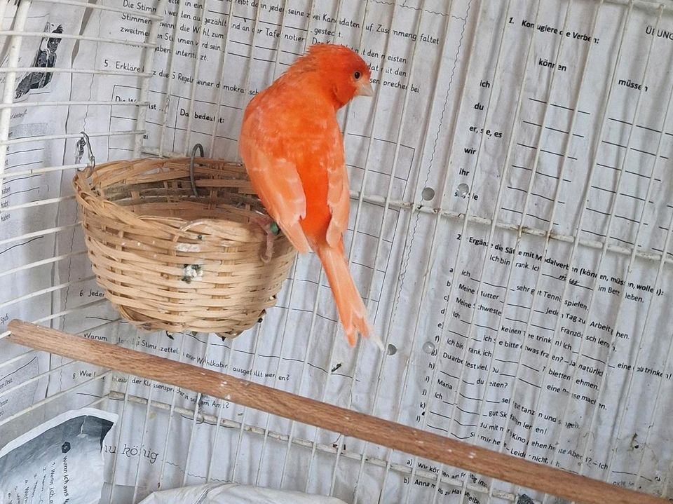 Verkaufe männlichen Kanarienvögel in Wedel