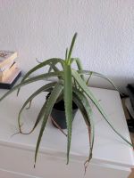 Echte Aloe Vera Neuhausen-Nymphenburg - Neuhausen Vorschau