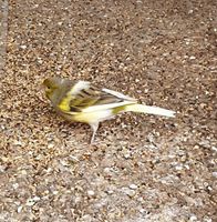 Gesunde Kanarienvögel Nordrhein-Westfalen - Blomberg Vorschau