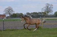 typvoller Araber Berber Jährlingshengst Niedersachsen - Wagenfeld Vorschau