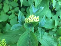 Cornus Hartriegel Ableger ausgraben gegen selbst gewählten Spard Niedersachsen - Langwedel Vorschau