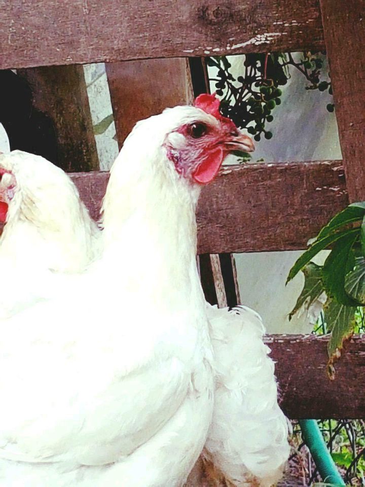 Bruteier von Bleu Bresse Gauloise Weiß Reinrassig hatching eggs in Sendenhorst