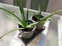 Echte Junge Heilpflanzen Aloe Vera Niedersachsen - Bahrdorf Vorschau