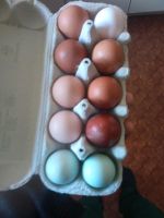Frische Hühner Eier Niedersachsen - Gleichen Vorschau