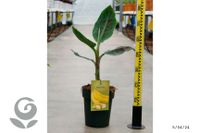 Essbare kanarische Banane Musa acuminata Canario 80-100cm Nordrhein-Westfalen - Nordkirchen Vorschau