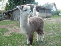 ALPAKA / LAMA GOLD  NATURDÜNGER  GARTEN / PFLANZENLIEBHABER Hessen - Knüllwald Vorschau