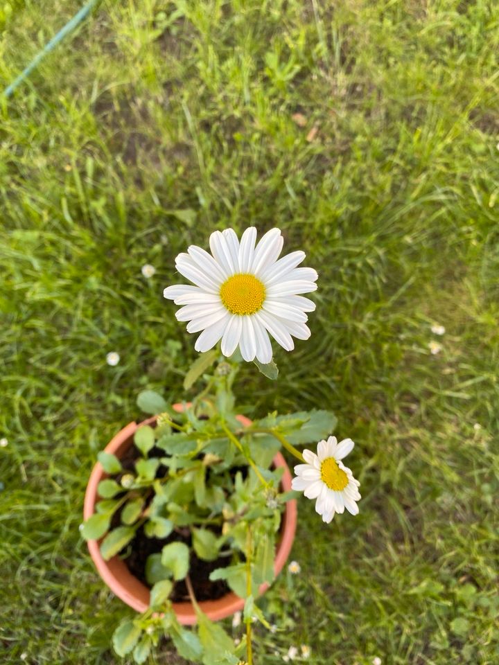 Margariten Balkon Gartenblumen winterfest je gr.Topf 5€ in Pohlheim