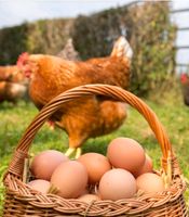 Eier zu verkaufen Parchim - Landkreis - Lübz Vorschau
