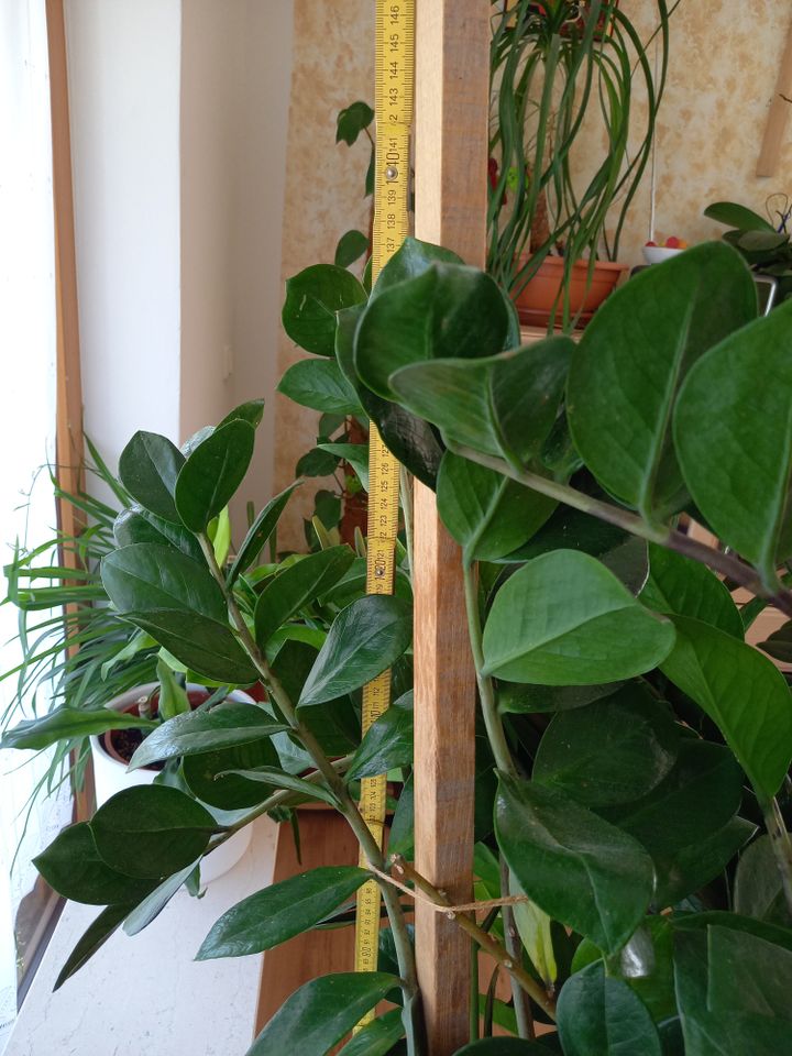 Glücksfeder, große Zimmerpflanze, Zamioculcas zamiifolia in Gilching