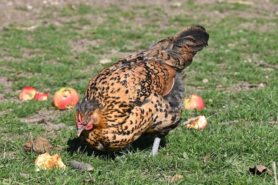 Bruteier Triesdorfer Landhuhn in Pressath