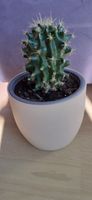 Kaktus Pflanze Büropflanze Zimmerpflanze West - Nied Vorschau
