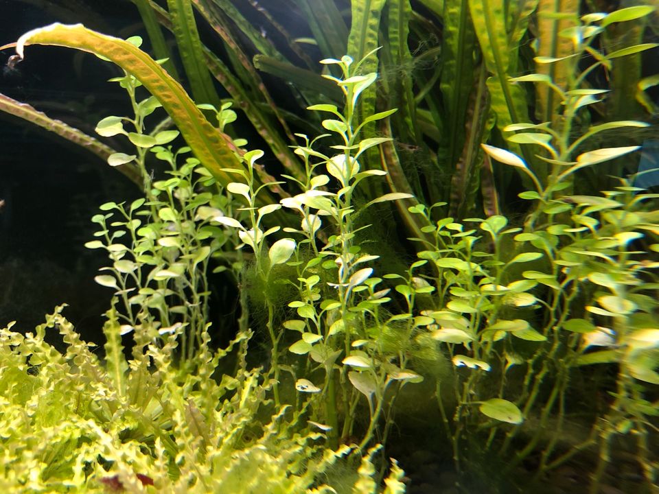 Aquarium Pflanze Staurogyne repens in Villingen-Schwenningen