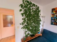 Pflanzenwand mit Gitter Efeutute 240x226 Pflanzkübel Wohnzimmer Berlin - Lichtenberg Vorschau