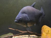 Serrasalmus Rhombeus Piranha Niedersachsen - Melle Vorschau