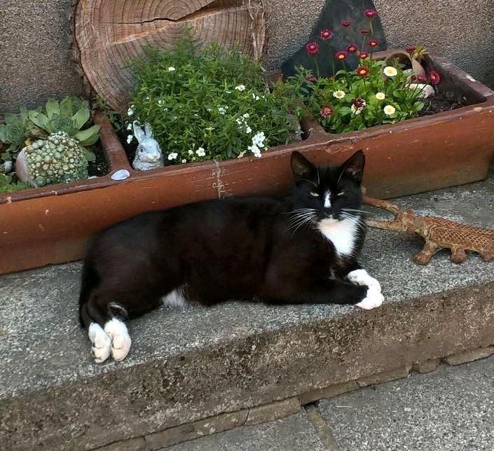 Katze vermisst in Langenbernsdorf