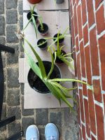 Aloe Vera Pflanzen Niedersachsen - Heeslingen Vorschau