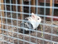 Kaninchen (2) mit einem Kaninchenstall Nordrhein-Westfalen - Telgte Vorschau