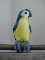 Papagei Sittich Vogel Ziervogel Deko Blau / Gelb 37 cm Wiesbaden - Erbenheim Vorschau