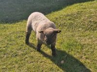 Shropshire Bock Lamm zu verkaufen Brandenburg - Fürstenwalde (Spree) Vorschau