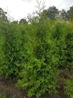 Thuja Brabant 225 bis 250 cm Lebensbaum Heckenpflanze Hecke Wietmarschen - Lohne Vorschau