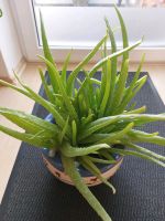 Aloe Pflanze viele Ableger Zimmerpfanzen Mecklenburg-Vorpommern - Neubrandenburg Vorschau