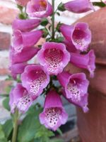 ❁ Roter Fingerhut (Digitalis purpurea) rosa Saatgut & Setzlinge Bad Doberan - Landkreis - Schwaan Vorschau