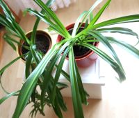 2x Zimmerpflanze  2 Grünlilie / Chlorophytum comosum, Büropflanze Innenstadt - Köln Altstadt Vorschau