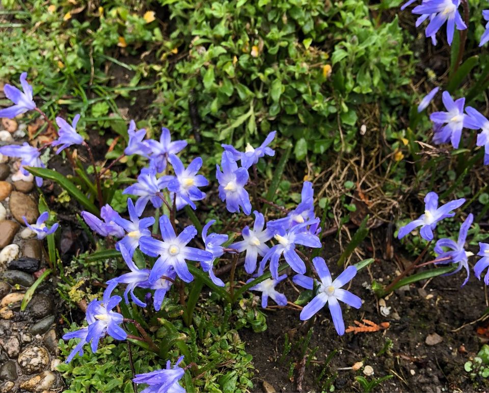 Sternhyazinthe blau Blume Blümchen Zwiebeln  Pflanze in Kaufbeuren