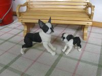 BJD Evestudio Boston Terriers, Mutter u. Kind Niedersachsen - Wolfenbüttel Vorschau