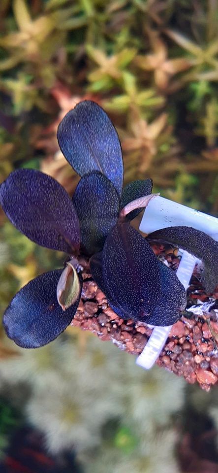 ❌Verkauft ❌⭐❤ Helena 2013 ❤⭐ Bucephalandra Aquarium Garnelen Nano in Freiburg im Breisgau