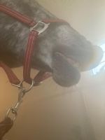 Dein Pferd auf Kur im mobilen Inhalationsanhänger *ONLINESHOP* Niedersachsen - Bad Zwischenahn Vorschau