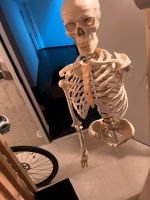 Skelett Anatomie ( unvollständig) Dresden - Seevorstadt-Ost/Großer Garten Vorschau