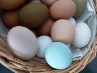 Frische Eier    Eier Niedersachsen - Voltlage Vorschau