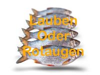 Suche LAUBEN oder kleine Rotaugen als Köderfische Bayern - Traunreut Vorschau