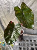 Alocasia Serendipity Variegata Bayern - Germering Vorschau