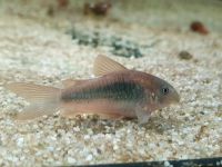 Corydoras aeneus Metall Panzerwels 3cm ab 1,00€ Nordrhein-Westfalen - Lünen Vorschau