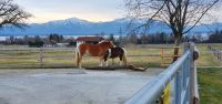 Einstellplatz im Offenstall mit Trail für Pony frei Bayern - Seebruck Vorschau