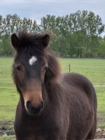 Connemara Pony Jährling Stute Brandenburg - Ludwigsfelde Vorschau