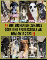 Wir suchen Pflegestellen Tierschutz Verein Mischling Hund Nordrhein-Westfalen - Bergisch Gladbach Vorschau