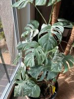 Monstera Variegata Niedersachsen - Barsinghausen Vorschau