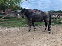 Pflege-/ Reitbeteiligung (Pferd sucht Reiter) Nordrhein-Westfalen - Rosendahl Vorschau