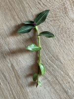 Ableger Callisia elegans Bayern - Würzburg Vorschau