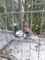 Junges Nest Paar günstig kaufen Bayern - Untersiemau Vorschau