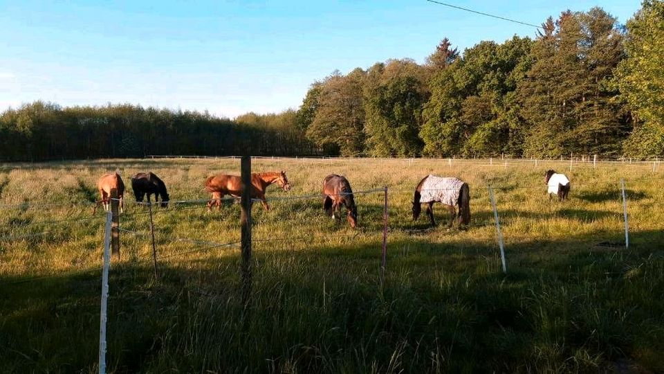 Pferdeboxen / Stallplätze    ! in Mellinghausen