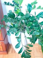 Pflanze mit Kübel - Zamioculcas, Glücksfeder mit pflanzentopf Nordrhein-Westfalen - Mülheim (Ruhr) Vorschau