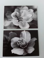 2 IKEA-Postkarten/Bilder Blüten schwarz-weiß, zus. für Niedersachsen - Bissendorf Vorschau