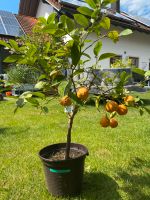 Cirusbaum Limettenbaum Limetta Rossa Bayern - Zeilarn Vorschau