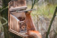 Eichhörnchen Futterhaus-Futterstation-Futterautomat  geflammt Baden-Württemberg - Erolzheim Vorschau