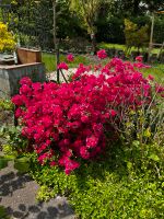 Gartenpflanzen und Bäume Nordrhein-Westfalen - Oberhausen Vorschau